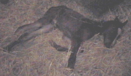 Clicca per ingrandire