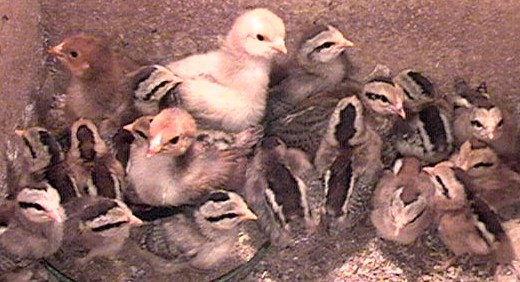 Clicca per ingrandire