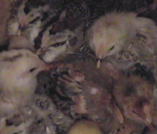 Clicca per ingrandire