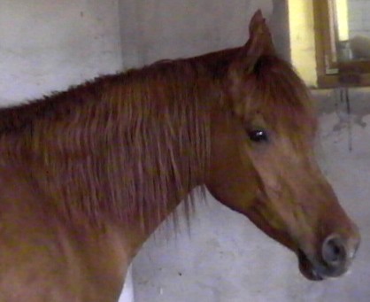 Clicca per ingrandire