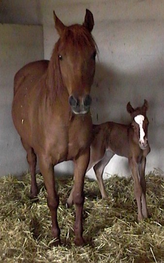 Clicca per ingrandire