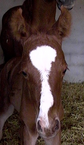 Clicca per ingrandire