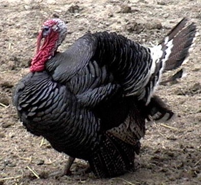 Clicca per ingrandire