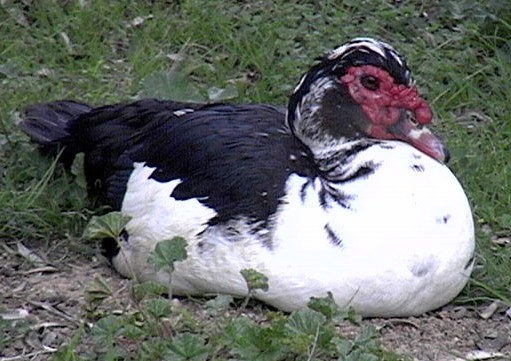 Clicca per ingrandire