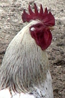 Clicca per ingrandire