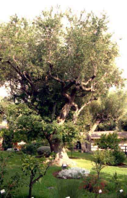 Clicca per ingrandire