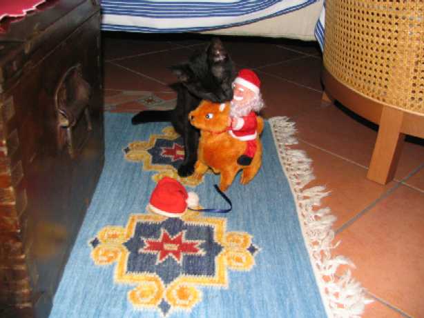 Clicca per ingrandire