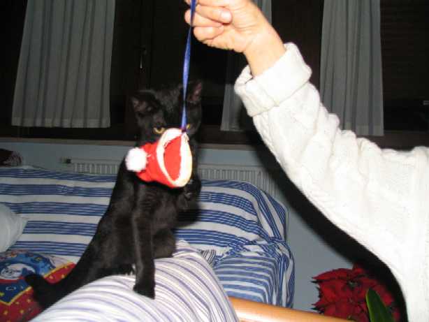 Clicca per ingrandire