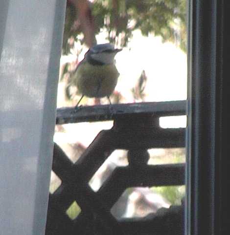 Clicca per ingrandire