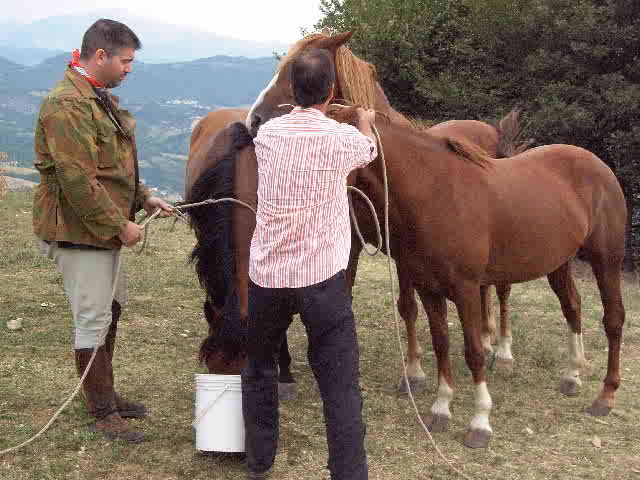 Clicca per ingrandire