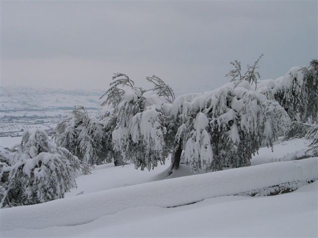 Clicca per ingrandire